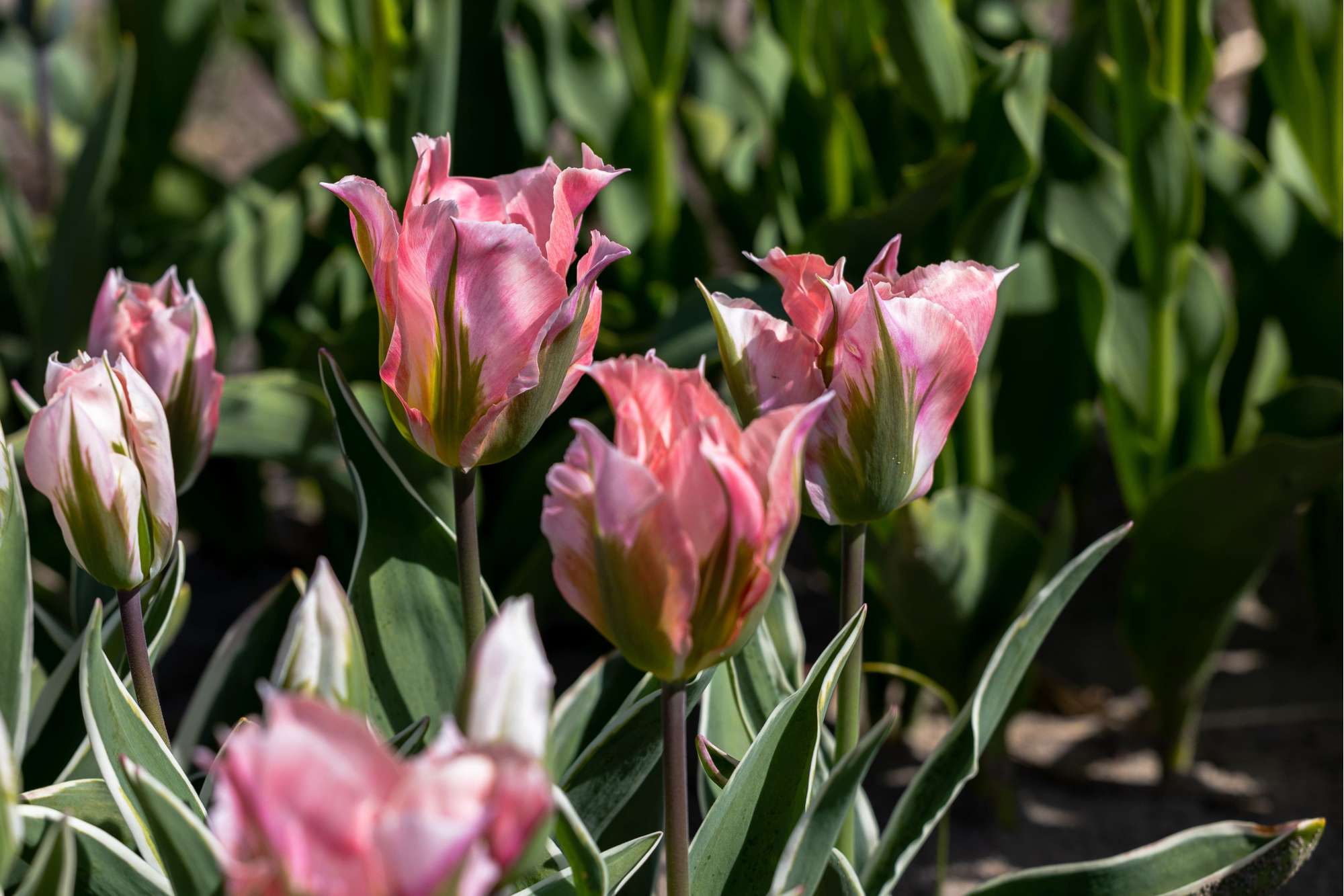 Tulpe 'China Town'